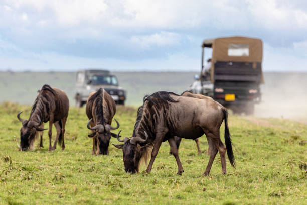 Wildebeest, Connochaetes taurinus, graze on the lush grass of the Masai Mara during migration season. Safari vehicles can be seen on a dusty road behind.